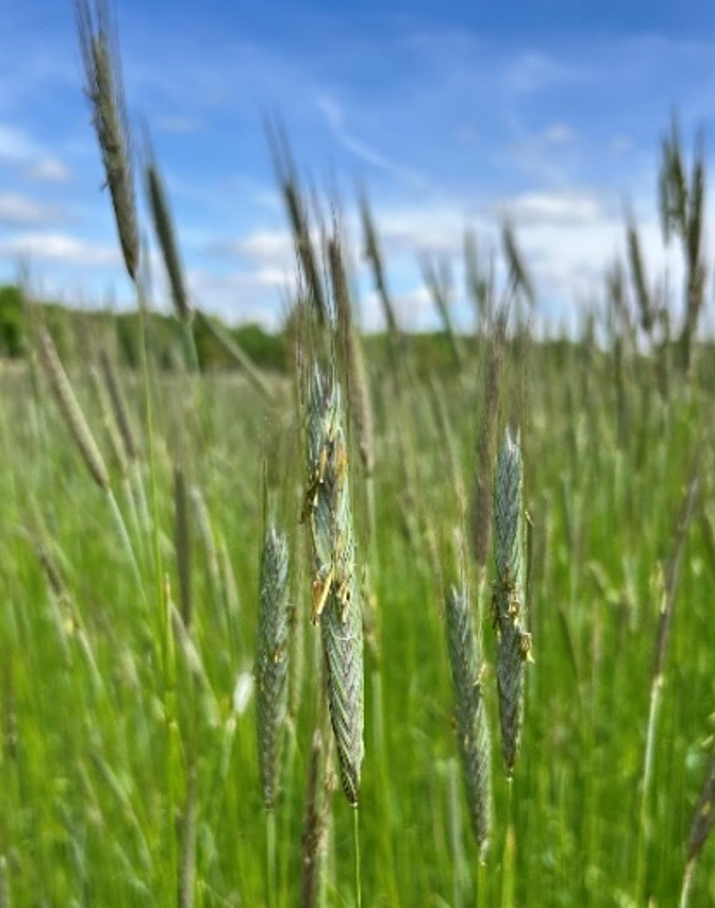 Close-up of cereal rye seed heads at flowering stage, with visible anthers and pollen, indicating the growth stage when roller crimping is most effective.